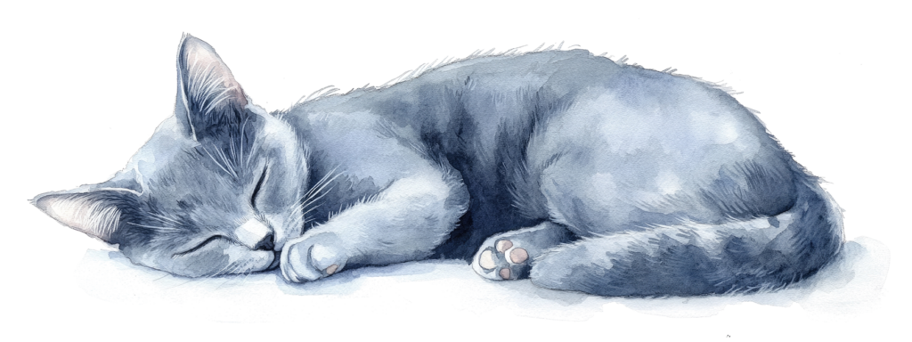 sleeping cat